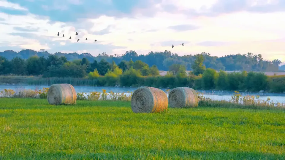 Lush green river bank with round bales of hay and flock of birds in flight