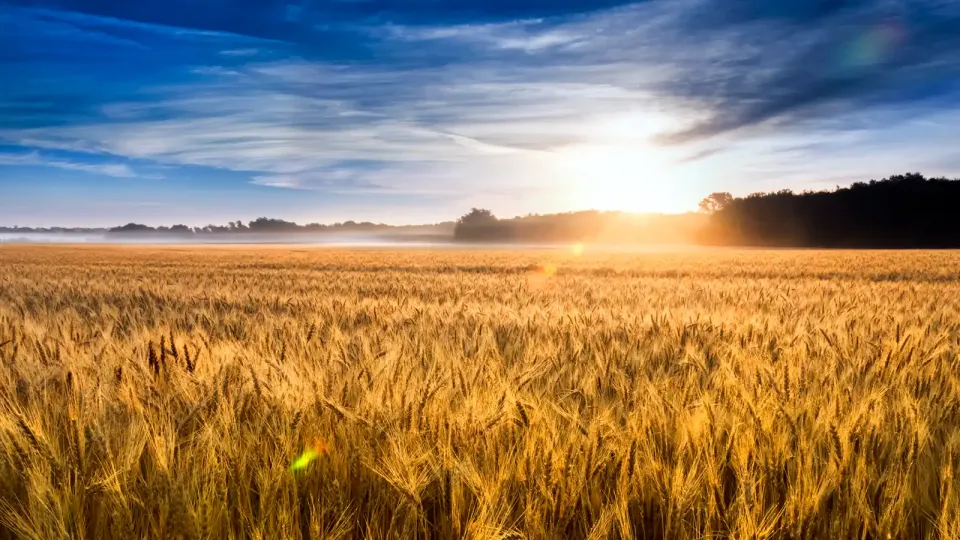 Misty sunrise over a Kansas wheat field 