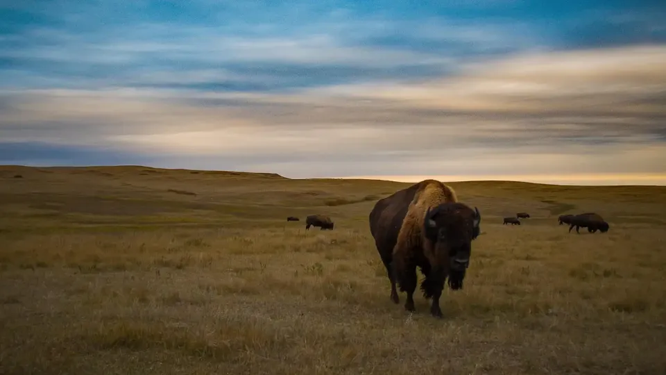 Bison grazing in a field of yellow grass under cloud cover and blue-gray sky