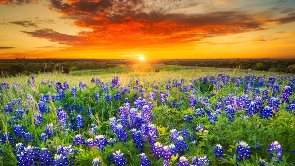 Field of Texas bluebells with sun setting in the background