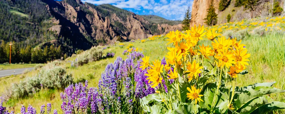 Purple and yellow Wyoming wildflowers on a rocky hillside